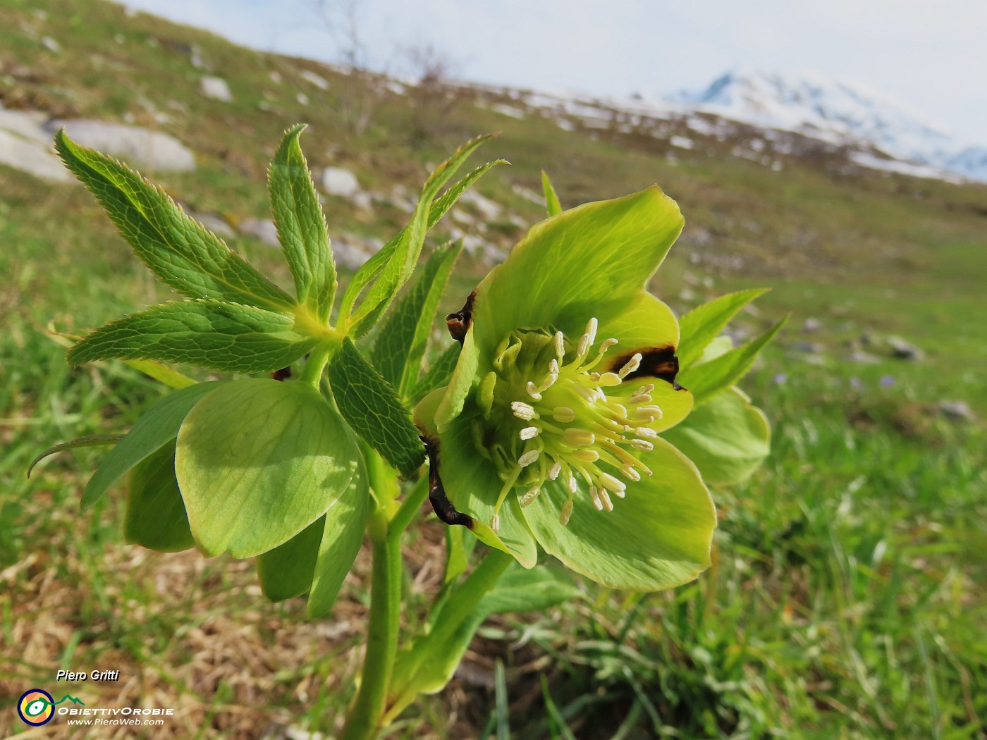 15 Helleborus viridis (Elleboro verde) con vista in Arera.JPG